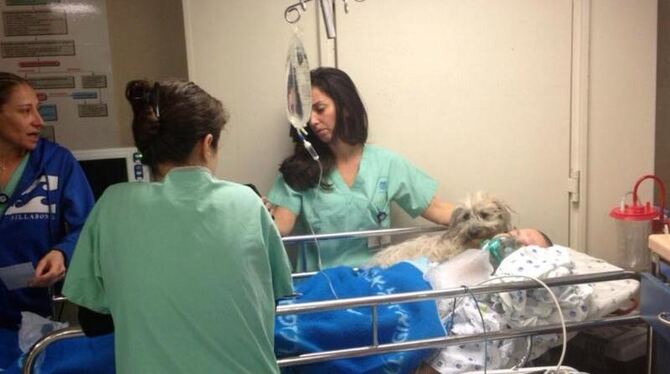 Ein Hund im Krankenhausbett im Ichilov-Krankenhauses im israelischen Tel Aviv Foto: Avi Schoschan