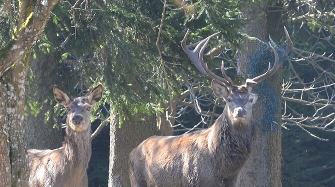 Wer staunt da mehr? Der Fotograf über den seltsamen Kopfschmuck, oder der Hirsch über das Interesse daran. FOTO: NIETHAMMER