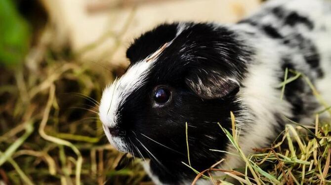 Meerschweinchen Jack überlebte nach seiner Kastration in einer Tierklinik. Seine Besitzer fordern Schadenersatz. Foto: Privat