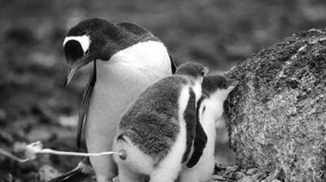 Kein Nestbeschmutzer - der kleine Eselspinguin sorgt unter Mamas strengem Blick mit Nachdruck dafür, dass die nächste Umgebung der antarktischen Familie fein sauber bleibt.
FOTO: LARS-OLOF JOHANNSSON / SCHWEDEN