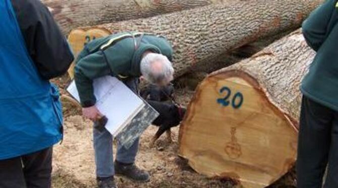 Gut präsentiert: Holz aus heimischen Wäldern ist von bester Qualität und findet seine Abnehmer.
FOTO: PR