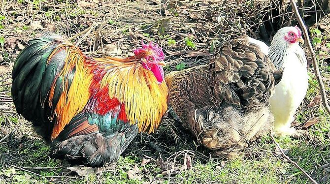 Zwerg-Coschin-Hühner sind ideal für den Hausgarten. Sie sind ruhig, fliegen kaum und ihre befiederten Füße richten keinen Schade