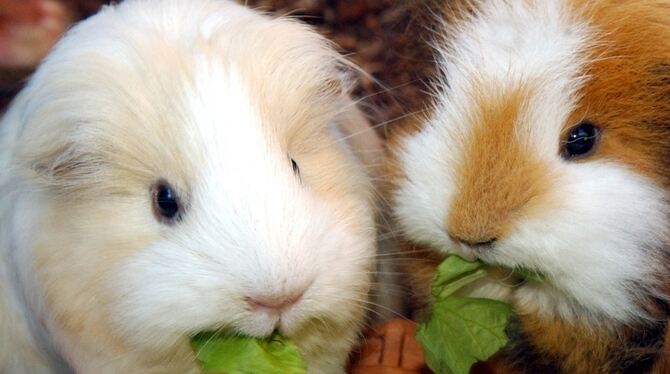 Diesen beiden Meerschweinchen scheint's gut zu gehen.