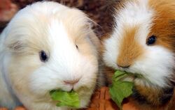 Diesen beiden Meerschweinchen scheint's gut zu gehen.