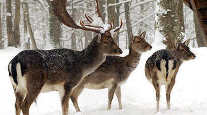 Winterlicher Wasenwald: das Damwild trägt's mit Fassung.
FOTO: NIETHAMMER