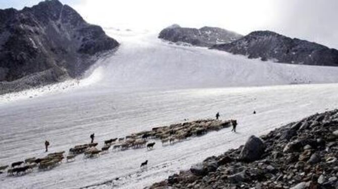 In über 3000 Metern Höhe müssen Hirten und Herde den Gletscher überqueren, um zu den Weidegebieten zu gelangen.  FOTOS: NILL