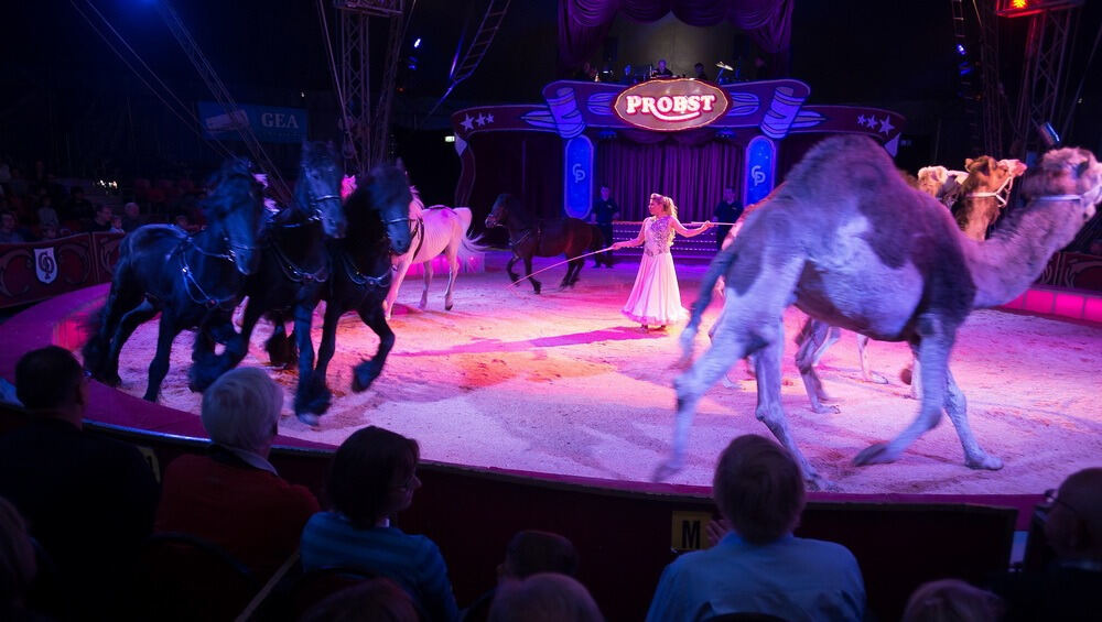 Circus Probst Reutlingen 2015