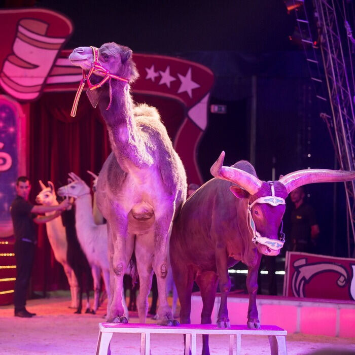 Circus Probst Reutlingen 2015