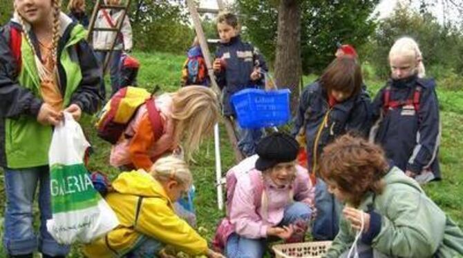 Mit Feuereifer dabei: Altenburger Grundschüler sammeln und ernten Saftäpfel - für den eigenen Gebrauch. FOTO: BAF