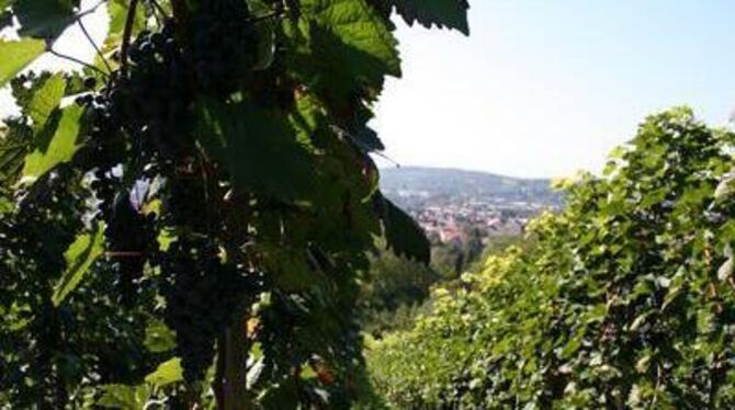 Gesundes Laub, blaue Trauben: Was am Metzinger Weinberg heranreift, lässt auf einen guten Tropfen hoffen. GEA-FOTO: WALDERICH