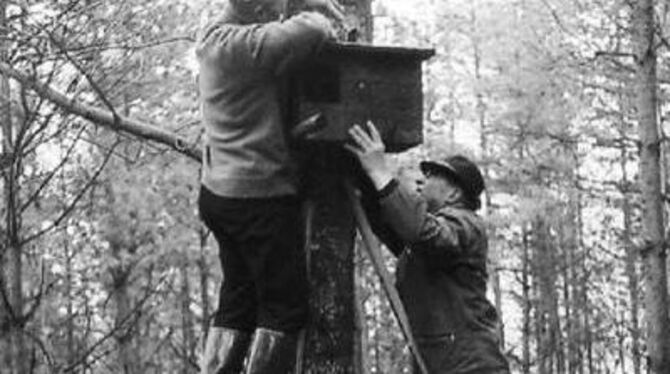 Die Mössinger Nabu-Mitglieder Christian Lang und Otto Gauger in den 1970er Jahren beim Nistkasten-Aufbau. FOTO: PR