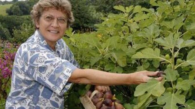 Süße Früchte zuhauf: Christa Beutter an ihrem Feigenbaum.  FOTO: NIETHAMMER