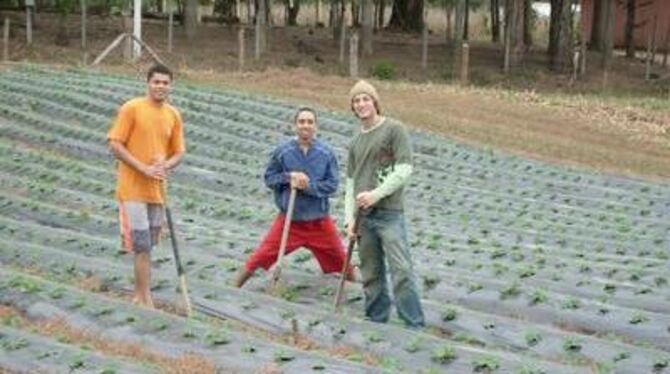 Erdbeeren für die Drogentherapie. David Bihl (rechts) und seine brasilianischen Schützlinge bauen Obst an, um die angespannte Fi