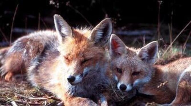 Vorsicht vor Familie Reineke. Füchse können mit dem Kleinen Fuchsbandwurm infiziert sein, und dessen Eier verbreiten.  FOTO: GEA