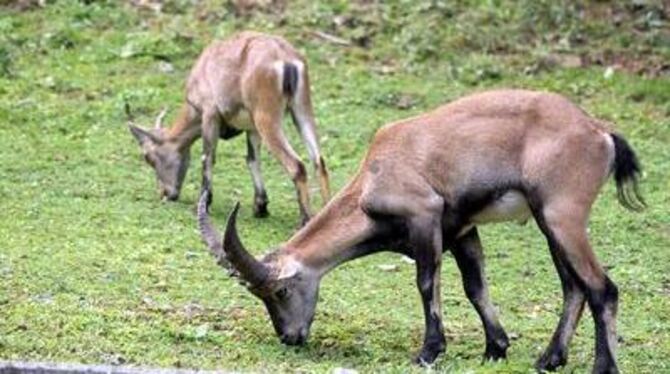 Moritz (vorne) gibt sich in der Wilhelma deutlich weniger gestresst als in Bad Urach. Und er verzückt die Damen. GEA-FOTO: PACHE