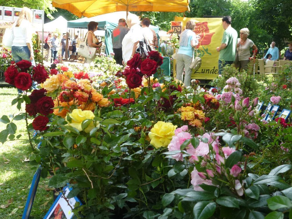 Tübinger Rosenfest 2015