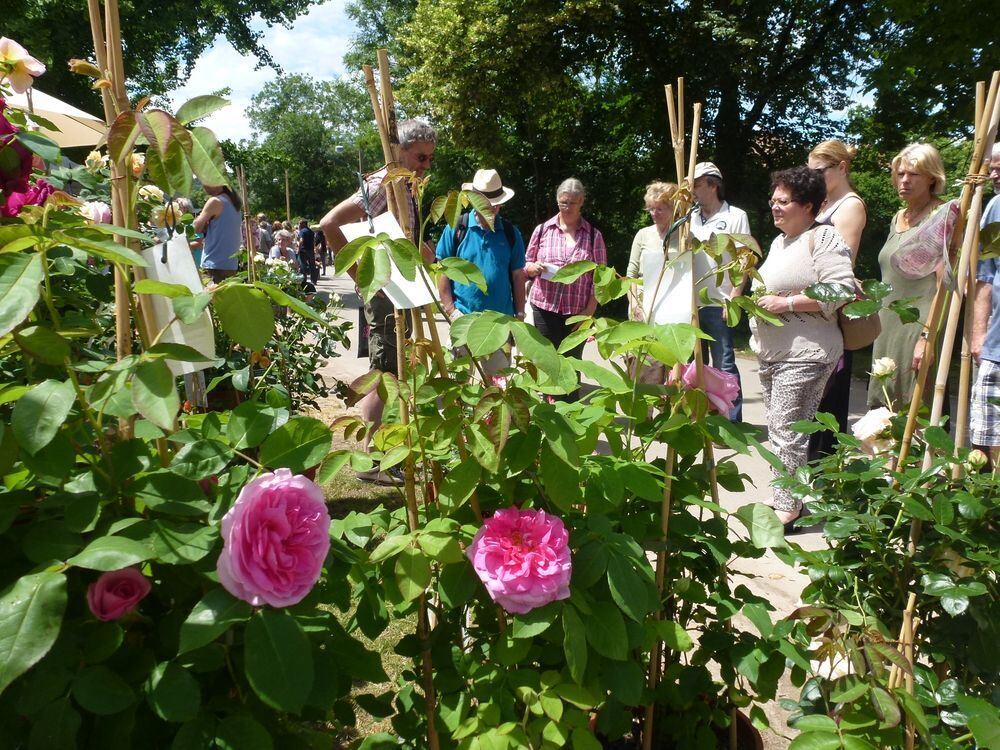 Tübinger Rosenfest 2015