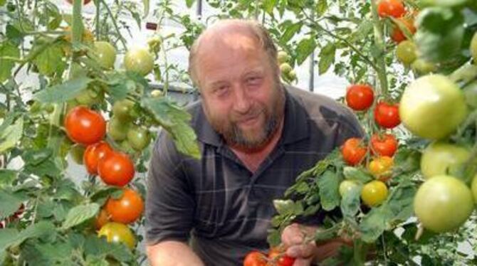 Rot, rund und gesund präsentiert Karl-Heinz Bayer seine Tomaten. GEA-FOTO: PACHER