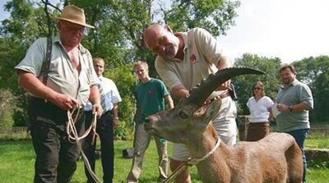 Ein eleganter Kerl, dieser Moritz. Der Steinbock-Experte der Stuttgarter Wilhelma Dr. Lutz Plasa untersucht das Tier auf dem Hof