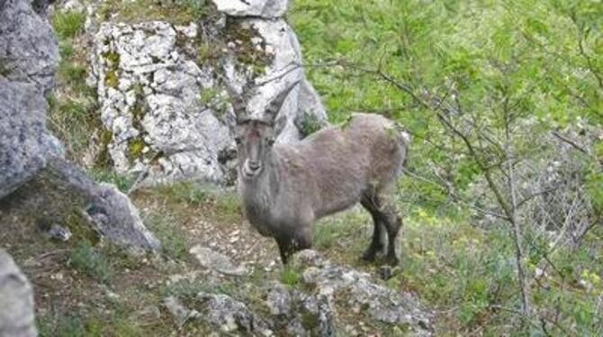 Zwangsumsiedlung: Der Bad Uracher Steinbock kommt zu seinen Artgenossen in die Wilhelma. GEA-ARCHIVFOTO