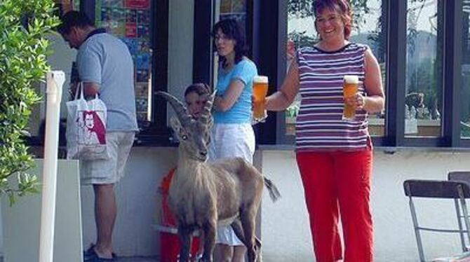 Hier bekommt der Begriff Bockbier eine ganz neue Bedeutung. Schnappschuss aus dem Maisental. FOTO: G. BAHNMÜLLER