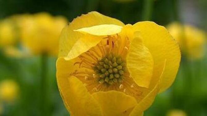 Eine blühende Schönheit in der Natur: die Trollblume am Gielsberg.  GEA-ARCHIV-FOTO