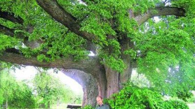 Jürgen Blümle und sein Baum, der ihn fast magisch anzieht: die Stockacher Winterlinde. FOTO: RAPHAELA WEBER