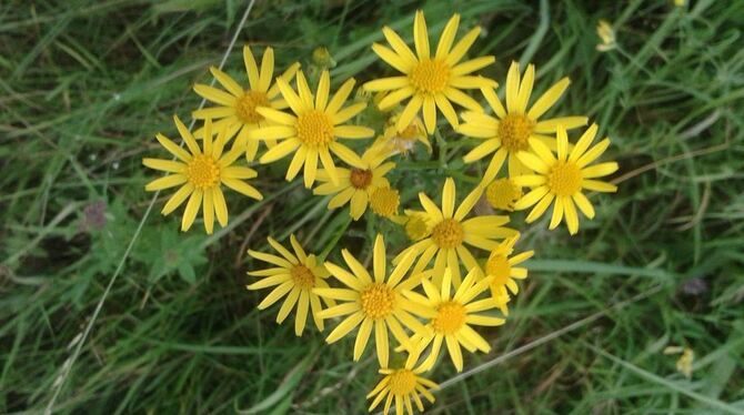 Knallgelbes Jakobs-Kreuzkraut. Die Blüten bilden 13 an ihren Enden ausgefranste Zungenblütenblätter, die das Körbchen mit den go