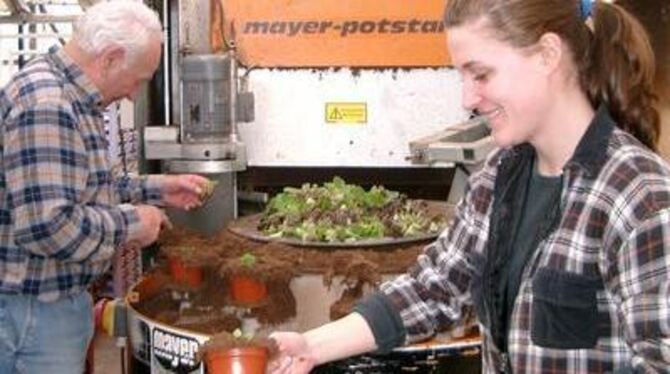 Vanessa Schenk und Dieter Renz an der Topfmaschine: Die letzten von 28 000 Eisbegonien werden eingepflanzt. FOTO: SOL