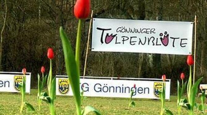 Tulpenblüte - sogar mitten auf dem Sportplatz? Ja, tatsächlich. FOTO: TGG