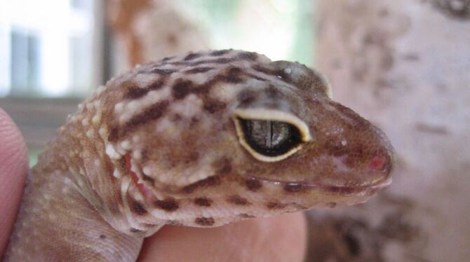 Gilt als friedfertige Kreatur: der Leoparden-Gecko, der derzeit im Exotarium auf der Pomologie besucht werden kann.  FOTO: PRIVA