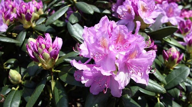 Es gibt insgesamt etwa tausend Arten an Rhododendren, die zur Familie der Heidekrautgewächse gehören. FOTO: PRIVAT