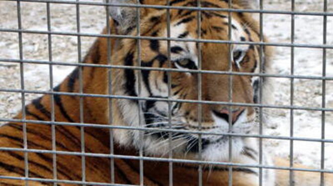 Noch denkt der Zirkus-Star über das Leben im Allgemeinen oder die nächste Mahlzeit nach. GEA-FOTO: EKS