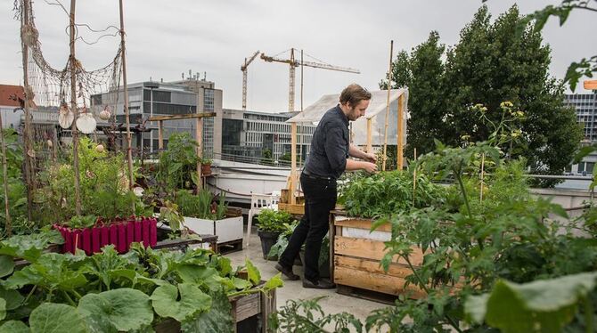 Deutschlands einziger hauptamtlicher urban-Gärtner, Alexander Schmid, steht in Stuttgart zwischen Gemüsebeeten auf einem Parkdec