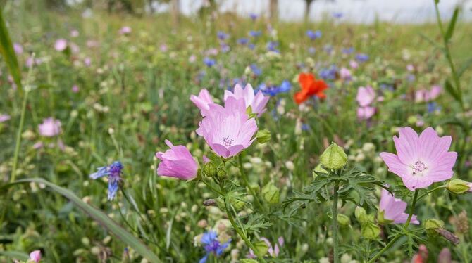 Impressionismus mit blauen, rosa und roten Tupfern? Die Stockacher Versuchswiese.  FOTO: HAMMER