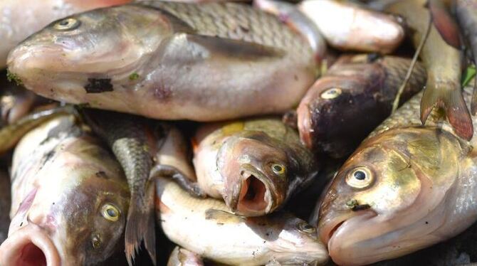 Giftiges Löschwasser hat im Kreis Schwäbisch Hall ein großes Fischsterben in der Jagst ausgelöst. Foto: Uwe Anspach