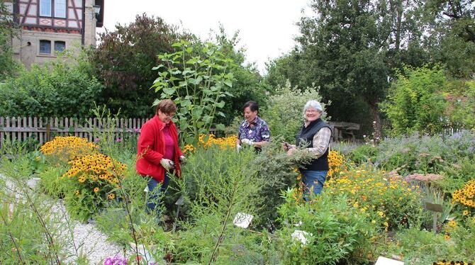 Damit sich der zauberhafte Klostergarten noch eine Weile so schön präsentiert, sind (von links) Emma Müller, Ruth Richert und Su