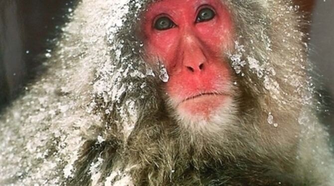 1997 gelang Fritz Pölking dieses beeindruckende Foto eines Schneeaffen-Weibchens und ihres Jungen. Aufgenommen wurde das Bild in