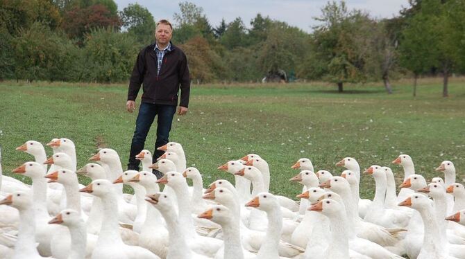 Landwirt Ingolf Kasch auf der Wiese mit seiner Gänseherde, die sich noch einige Wochen lang ihres Lebens freuen darf. GEA-FOTO: