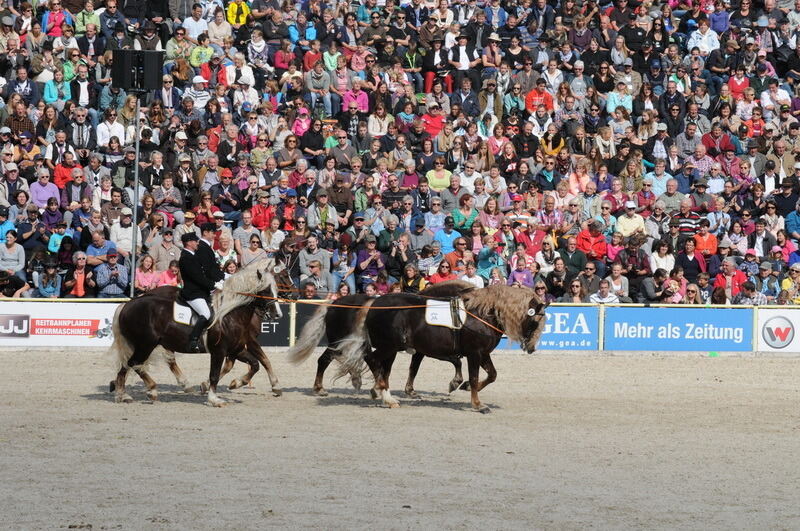 Hengstparade Marbach September 2015