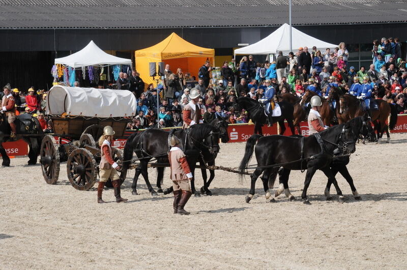 Hengstparade Marbach September 2015