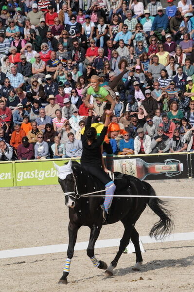 Hengstparade Marbach September 2015