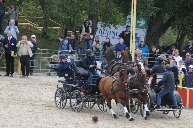 Hengstparade Marbach September 2015