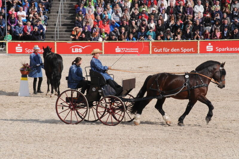 Hengstparade Marbach September 2015