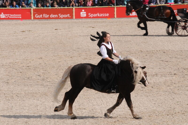 Hengstparade Marbach September 2015