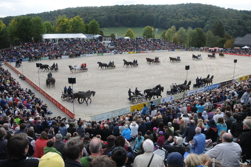 Hengstparade Marbach September 2015