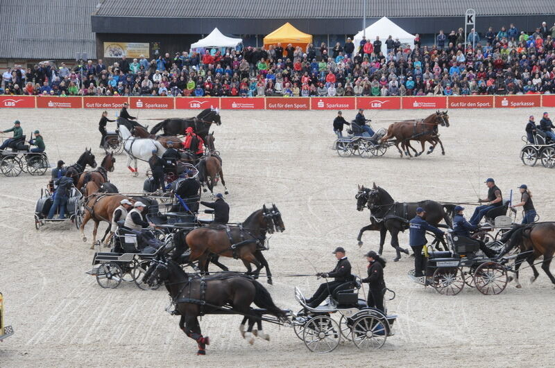 Hengstparade Marbach September 2015