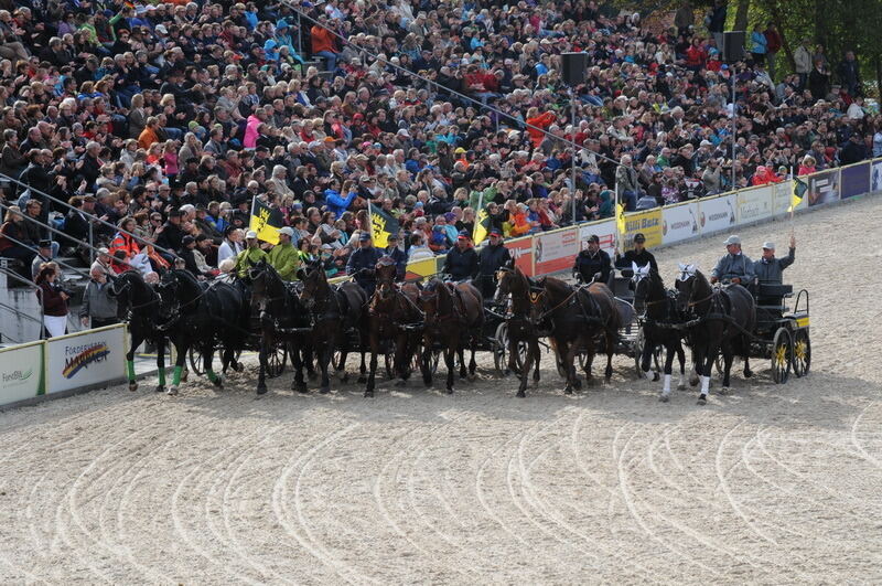 Hengstparade Marbach September 2015