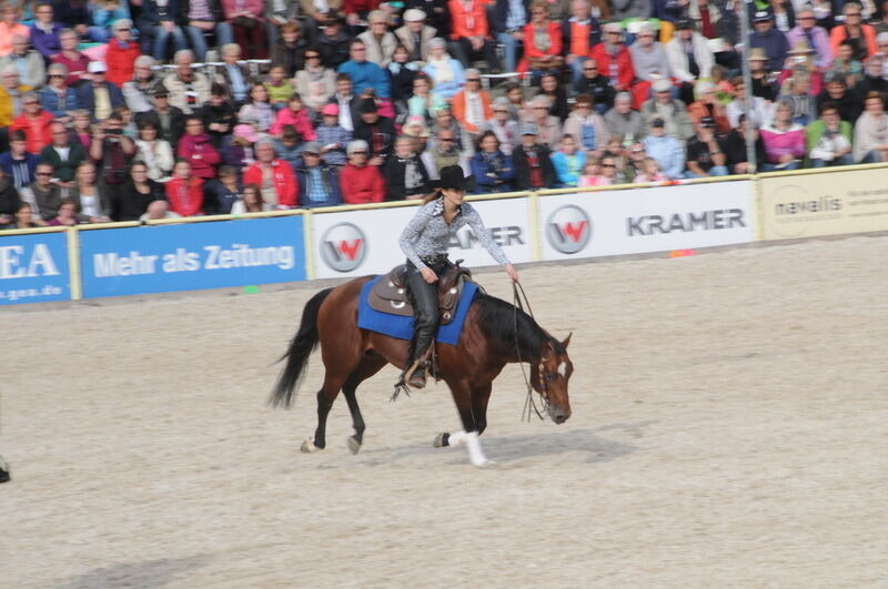 Hengstparade Marbach September 2015