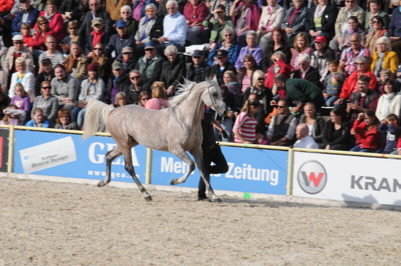 Hengstparade Marbach September 2015